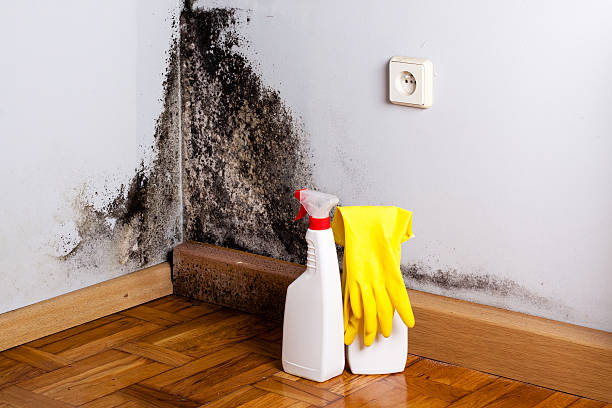 Best Black Mold Remediation in Esparto, CA